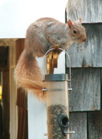 blondesquirrel.jpg