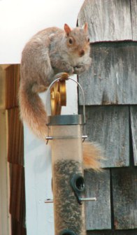 blondsquirrel.jpg